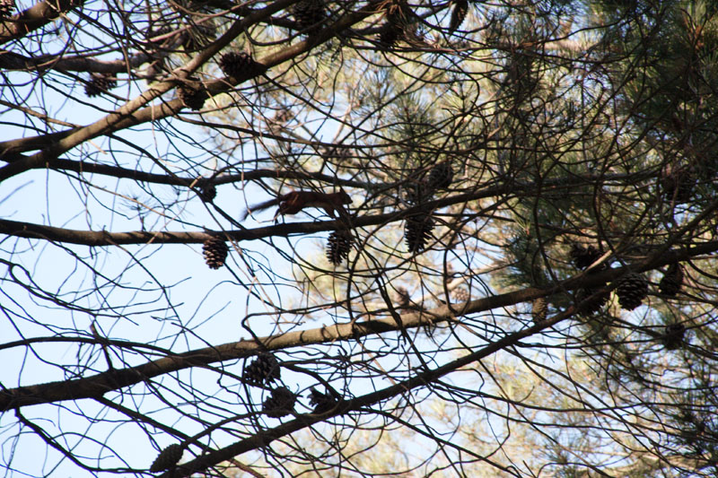 Sciurus vulgaris - Lido di Dante (RA)